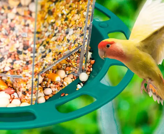 Smart Bird Feeding Station